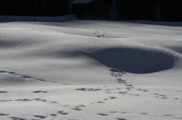 2007_Spluegen