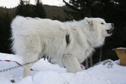 Lenzerheide 2008