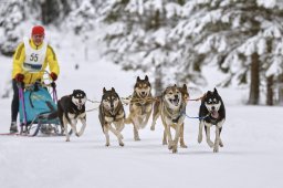 Kandersteg 2014 WM