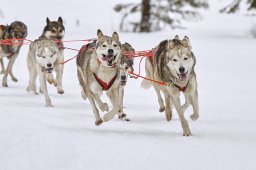Kandersteg 2014 WM