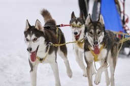 Kandersteg 2014 WM