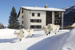 Spluegen 2014