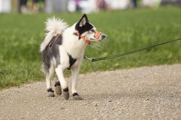 Weinfelden 2024